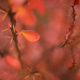 Illustration for article titled Shooting Challenge Fall Leaves Gallery 7